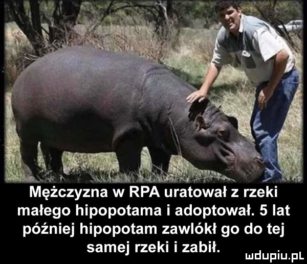 mężczyzna w rpa uratował z rzeki małego hipopotama adoptował.   lat później hipopotam zawlókł go do tej samej rzeki i zabił