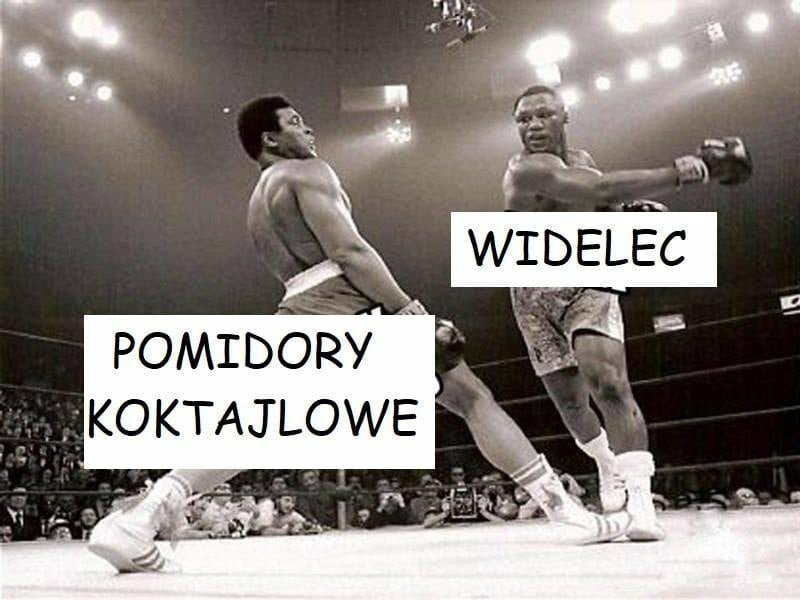 pomidory koktajlowe